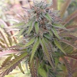 Meet your Posher, Russell